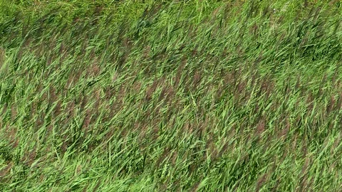 Waves of green ocean of the grass. Stock Footage 93163774