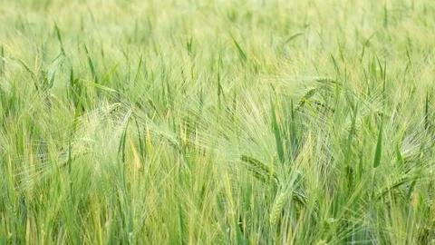 Waves of green wheat in the field Stock Footage 95652621