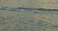 Waves In Hillsborough River HD Footage