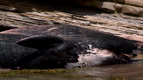Waves hit a floating dead fin whale Video stock 40822433