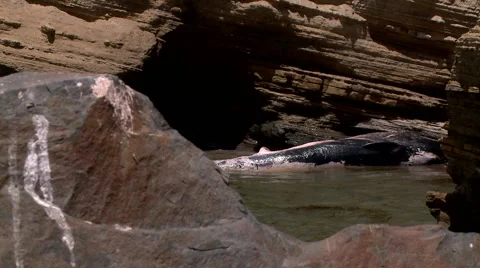 Waves hit a floating dead fin whale with rocks in the foreground Video stock 40822874