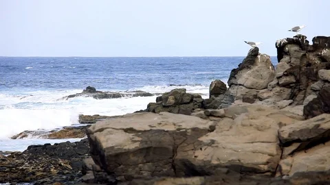 Waves hitting a rock in the ocean with seagulls on it Stock Footage 121414920