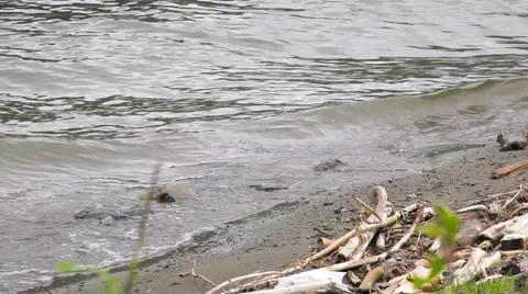 Waves on the lake Stock Footage 50874719