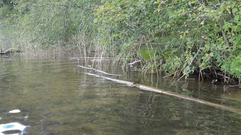 Waves on the lake move the floating stick Video stock 75202958