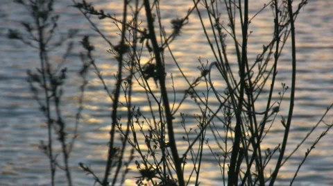 Waves on the lake at sunset - rack focus  Video stock 501602