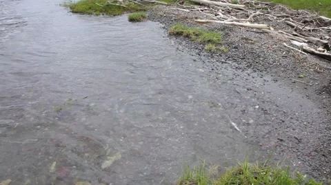 Waves of Lake Teletskoye Video stock 50873222