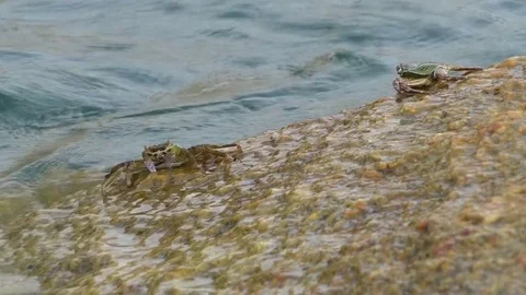 Waves lapping on eating crab Stock Footage 71763260