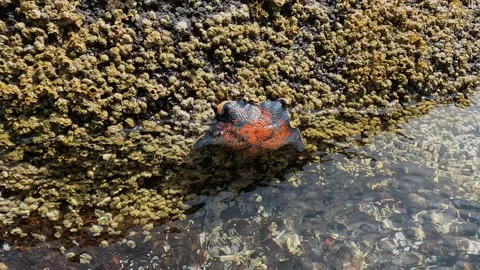 Waves lapping gently by starfish on a rock with barnacles in sea Stock Footage 232079975