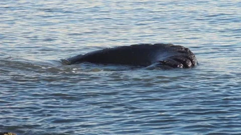 Waves lapping large tractor tire discarded in sea Stock Footage 233902910