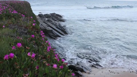 Waves lapping near some pink flowers in the Cantabrian coast Stock Footage 273119312