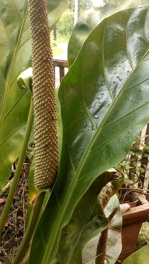 Waves of love bloom Stock Footage 325638732