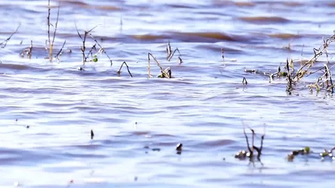Waves on a Marsh 스톡 동영상 86491257
