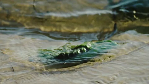 Waves move green algae on the sandy beach Stock Footage 147100331