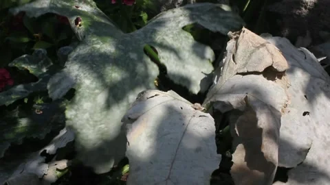 Waves moving due to a slight breeze under the sun Video stock 259521574