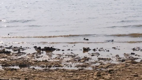 Waves nails to the shore Video stock 80043574