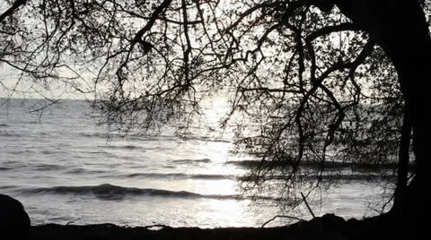 Waves old tree Stock-Footage 25122294