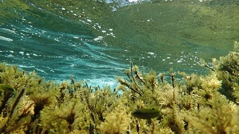 Waves over reef with Ornate wrasse fish and branched algae Stock Footage 85855747