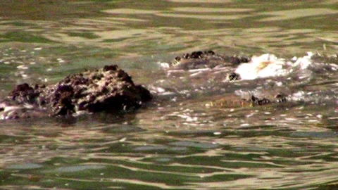 Waves Over the Rocks Stock Footage 238762329