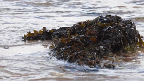 Waves over seaweed, UK 動画素材 228706710