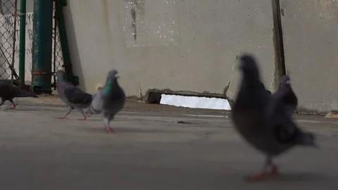 Waves. Pigeons on the pear. 스톡 동영상 112954286