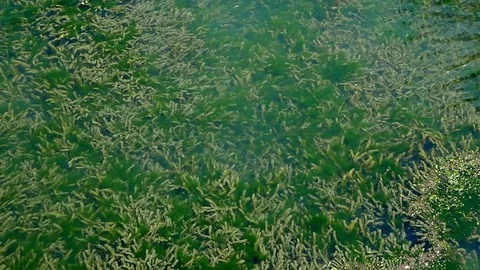 Waves on a pond overgrown with water plant Stock Footage