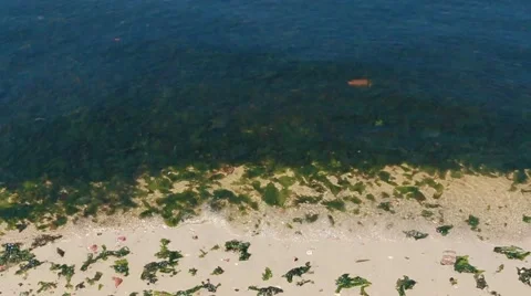 Waves Push Algae And Seagrass Onto The Shore Stock Footage 57237824