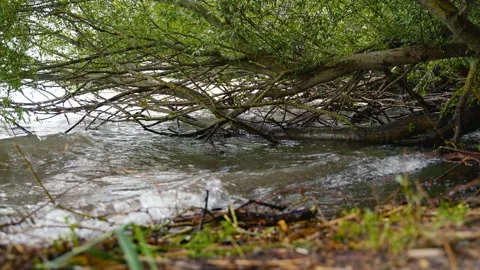 The waves of a quiet lake break under the low fronds of a Mediterranean tree Stock Footage 328034009