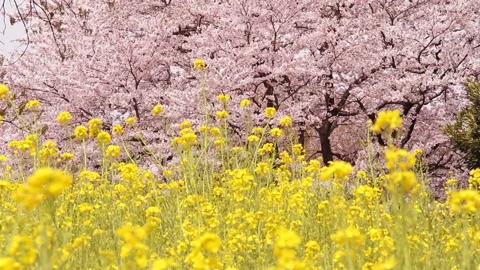 Waves of Rapeseed Flowers and Full Blooming Cherry Blossoms Stock-Footage 327588972