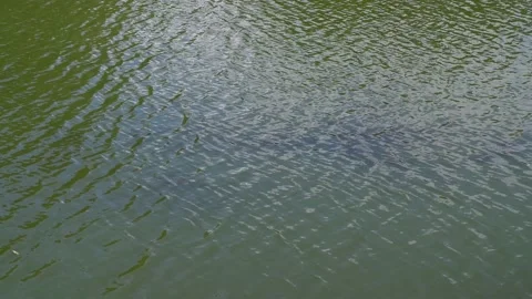 The waves in the river are moving. Water. Water texture. Stock Footage 158059004