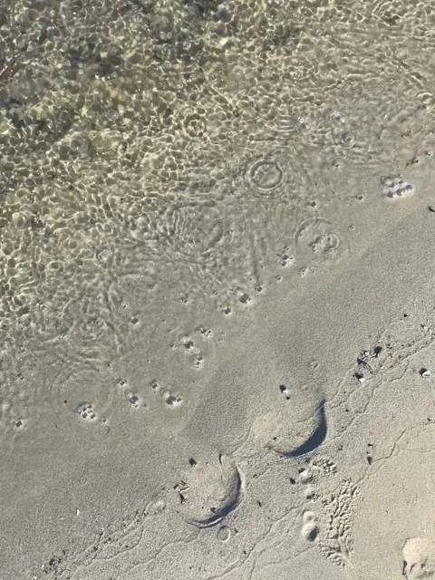 The waves of the river wash away the footprints on the sand Stock Footage 266161879