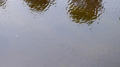 Waves in the river. Water flow. Algae in the river. Stock Footage 157981798