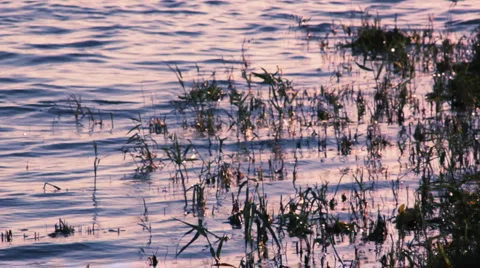 Waves on the river water with grass on the sunset light Stock Footage 923947