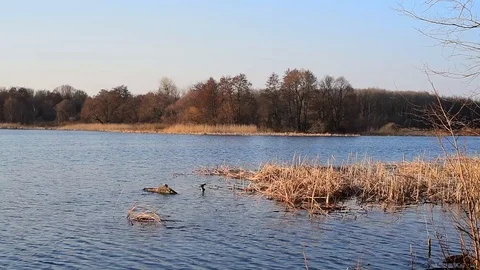 Waves on the river from the wind. horizontal video. day Video stock 105818137