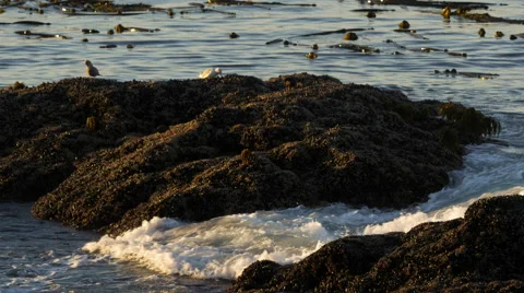 Waves, Rocks and Birds at Ucluelet, British Columbia Vídeo Stock 42308657