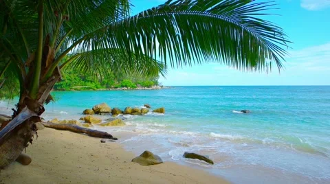 Waves on a Rocky Beach beneath a Palm, with Sound 스톡 동영상 54476757