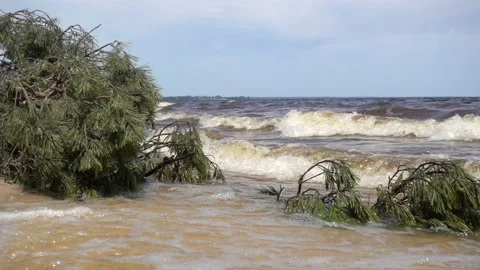 Waves roll in slow motion on pine branches in the water Stock Footage 233730386