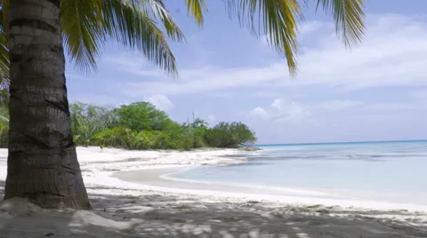 Waves Rolling in Caribbean Sea in front of Palm Tree at Saona Island Domician Video stock 63378803