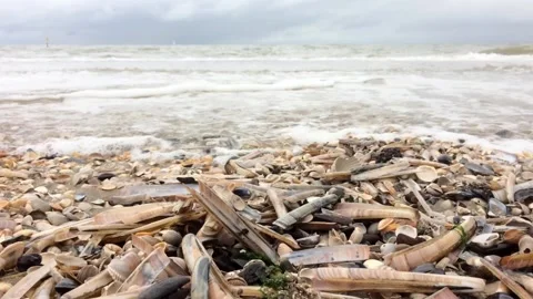 Waves rolling over a beach with razor clams Video stock 135046549
