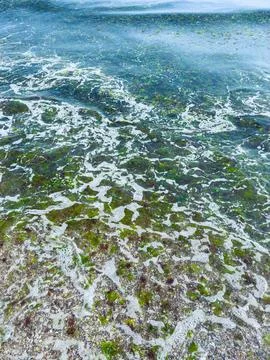 Waves rolling onto a sandy beach with seaweed and foam during the daytime Stock Photos