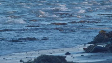 Waves Rolling on Seaweed Beach Stock-Footage 85574164