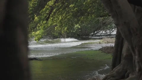 Waves of a rough lake hitting the shore between two trees Stock Footage 248330492