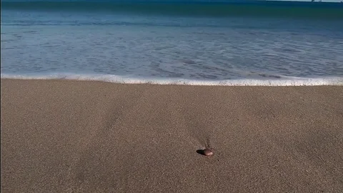 Waves on sandy beach Stock Footage 81927206