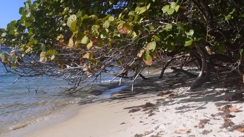 Waves on a sandy beach with trees Stock Footage 108519921