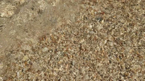 Waves of sea on shore. seashell on the beach. Seashore shells. Summer beach Stock Footage 134839343