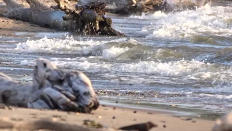 Waves of the sea surf 스톡 동영상 281194745