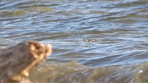 Waves of the sea surf 스톡 동영상 281194795