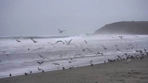 Waves Seagulls moves over the shore 스톡 동영상 112954329