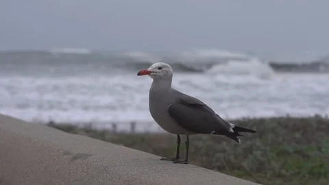 Waves Seagull's take off 스톡 동영상 112954290