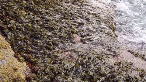 Waves On Seashore Video stock 78011901