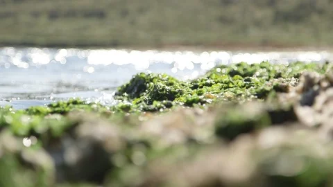 Waves, seaweed and sun on ground well. Stock-Footage 103202843